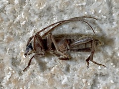 Trichoferus