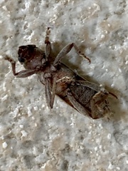 Trichoferus