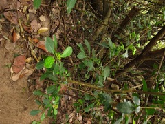Psychotria capensis capensis