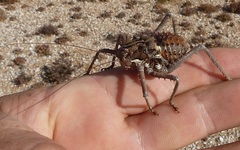 Hetrodes pupus