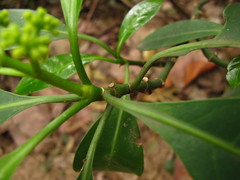 Psychotria capensis capensis