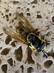 Callicera