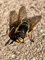 Callicera