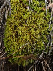 Triquetrella papillata