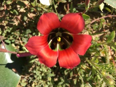 Romulea sabulosa