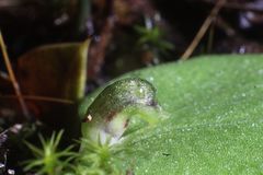 Corybas despectans
