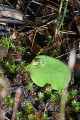 Corybas despectans