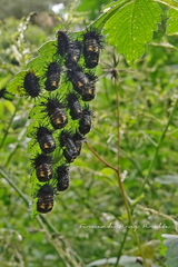Epilachna mexicana