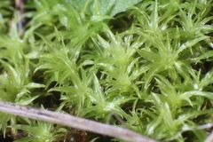 Trichostomum eckelianum