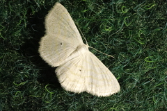 Scopula caricaria
