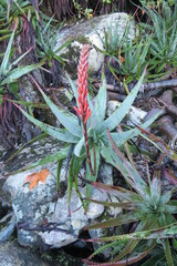 Aloe succotrina