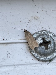 Acompsia cinerella