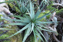 Aloe succotrina