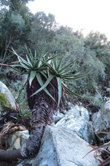 Aloe succotrina