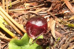 Corybas recurvus