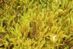 Triquetrella papillata