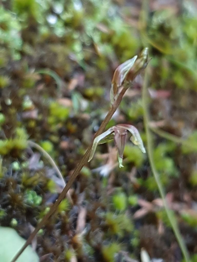 Cyrtostylis tenuissima