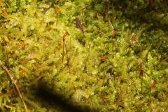 Racopilum cuspidigerum