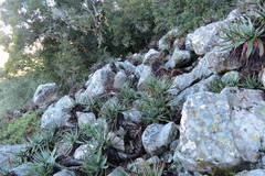 Aloe succotrina