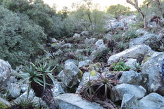 Aloe succotrina