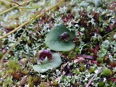 Corybas despectans