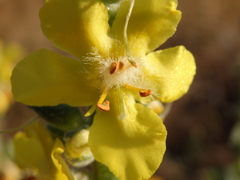 Verbascum simplex