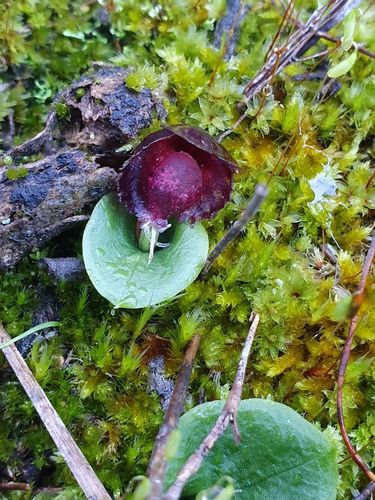 Corybas recurvus D.L.Jones
