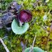 Western Helmet Orchid - Photo (c) Em Lamond, some rights reserved (CC BY), uploaded by Em Lamond