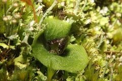 Corybas despectans