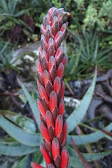 Aloe succotrina