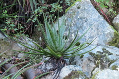 Aloe succotrina