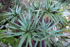 Aloe succotrina