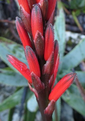 Aloe succotrina