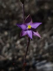 Thelymitra uliginosa