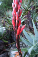 Aloe succotrina