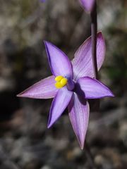Thelymitra uliginosa