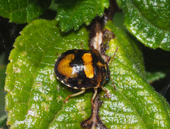 Aspideurus flavescens