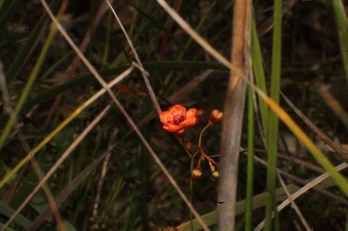 Drosera microphylla