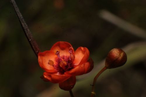 Drosera microphylla