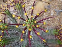 Euphorbia heptagona