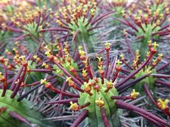 Euphorbia heptagona