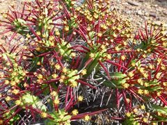 Euphorbia heptagona