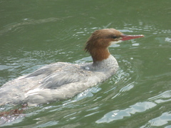 Mergus merganser