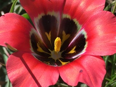 Romulea sabulosa