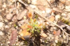 Drosera lasiantha