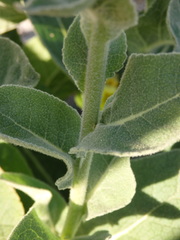 Verbascum simplex
