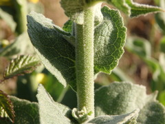 Verbascum simplex