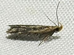 Dichomeris costarufoella