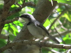 Apalis thoracica