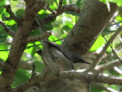 Apalis thoracica